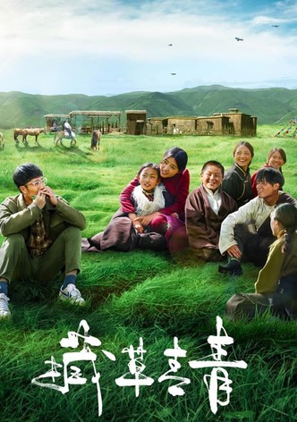 Tibetan Grass