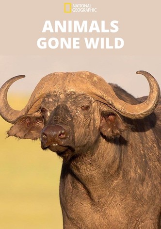 Animals Gone Wild