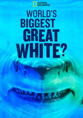 World's Biggest Great White Shark