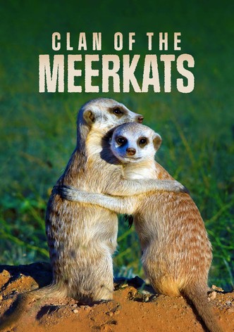 Clan of the Meerkat