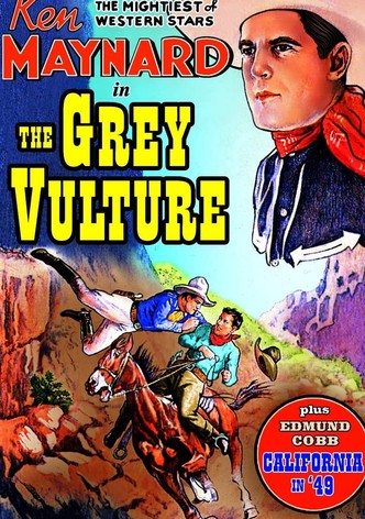 The Grey Vulture