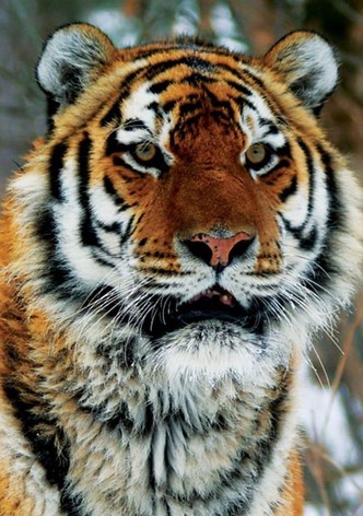 Operation Snow Tiger