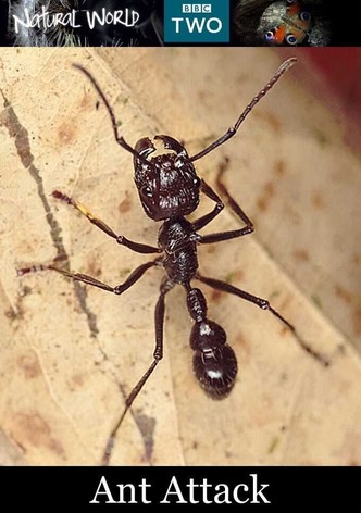 Ant Attack