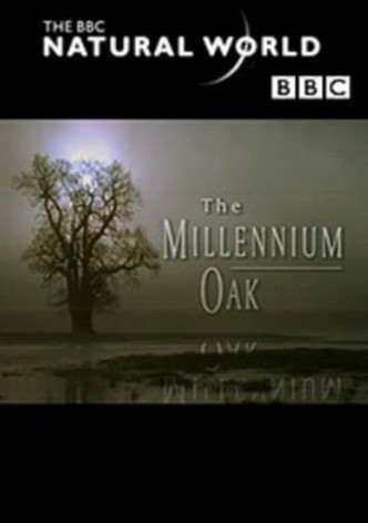 The Millennium Oak