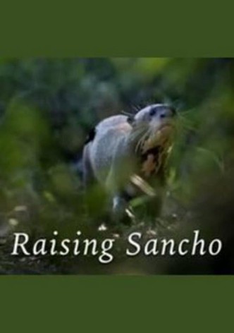 Raising Sancho