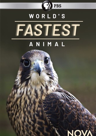 World's Fastest Animal