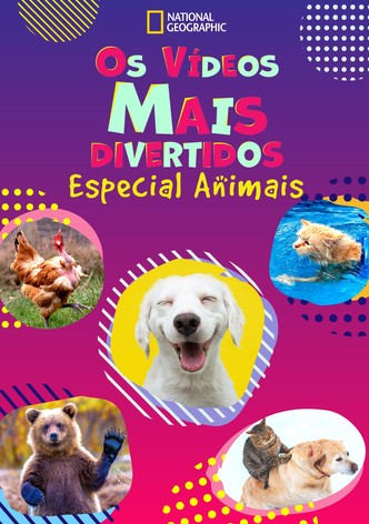 Os Vídeos Mais Divertidos: Especial Animais