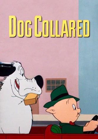 Dog Collared