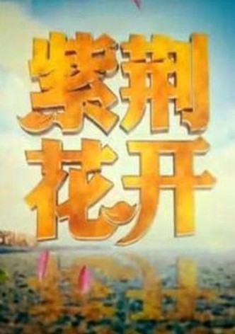 紫荆花开