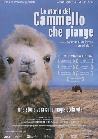 La storia del cammello che piange