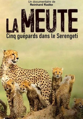 Die fünf Geparde - Gemeinsam durch die Serengeti