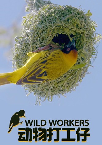 Wild Workers S01