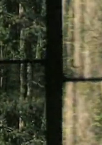 Arbres