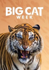 Big Cat Diary