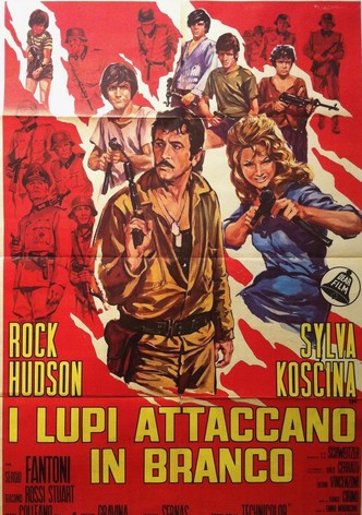 I lupi attaccano in branco