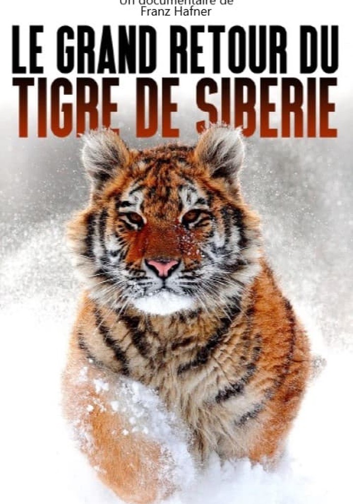 The Great Return of the Siberian Tiger