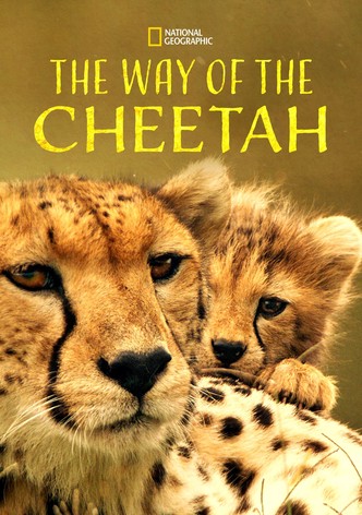The Way of the Cheetah