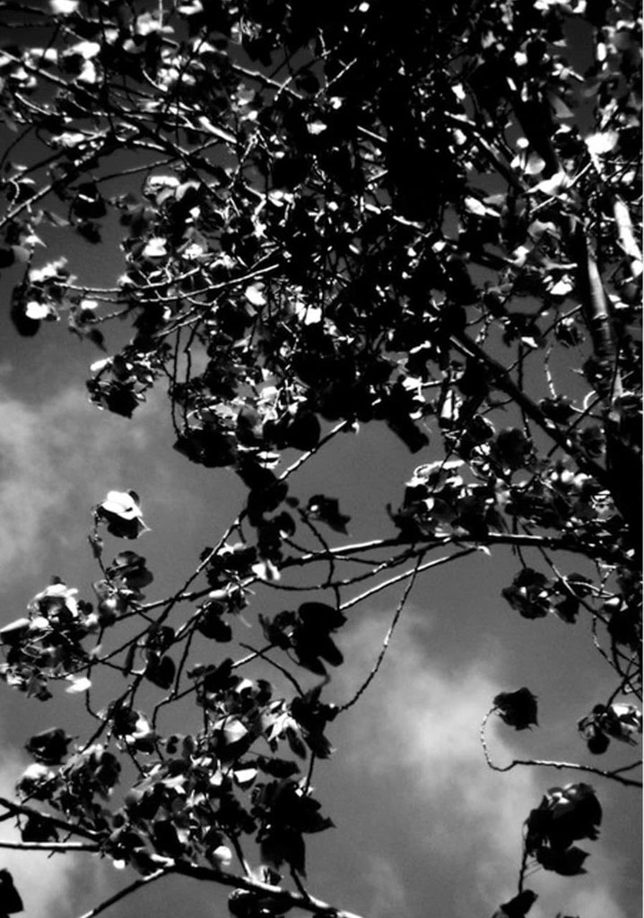 The Wind That Held Us Here