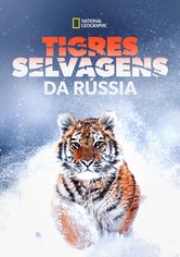 Tigres Selvagens da Rússia