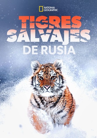 Tigres salvajes de Rusia