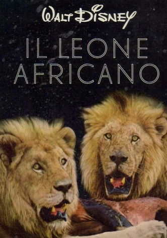 Il leone africano