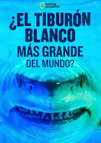 World's Biggest Great White?