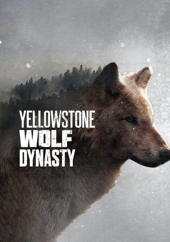 Yellowstone Wolf Dynasty