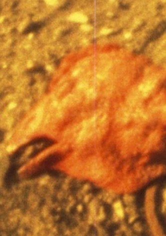 Chicken Head