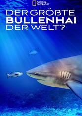Der größte Bullenhai der Welt?