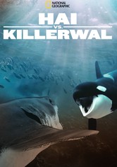 Hai vs. Killerwal