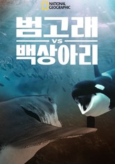 범고래 vs 백상아리