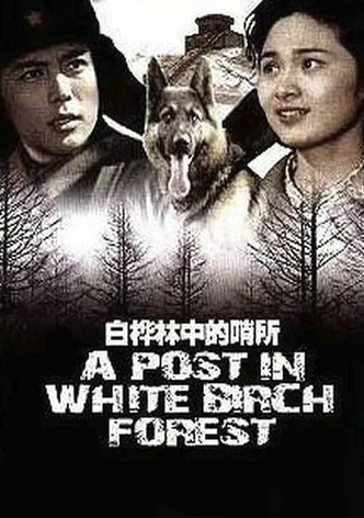 A Post in White Birch Forest