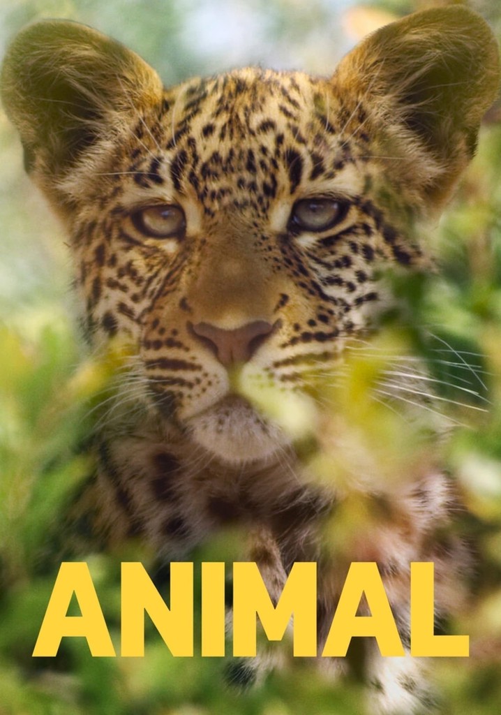 Animal Season 2 - watch full episodes streaming online