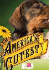 America's Cutest Puppies