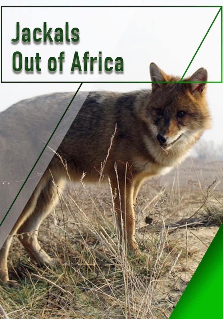 Jackals - Out of Africa