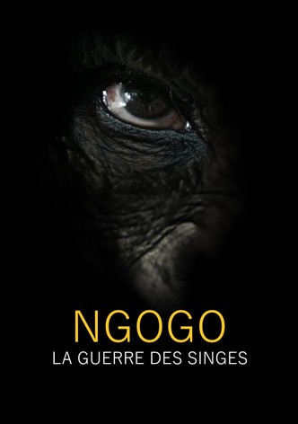 Ngogo : la guerre des singes