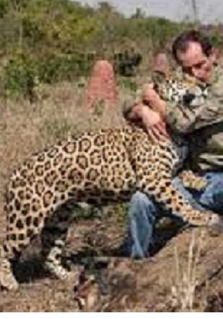 Jaguars, nés pour être libres