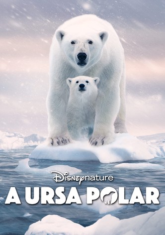 Ursa Polar