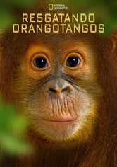 Operation Orangutan
