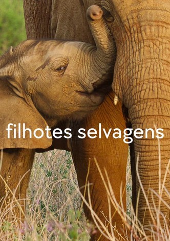 Filhotes Selvagens