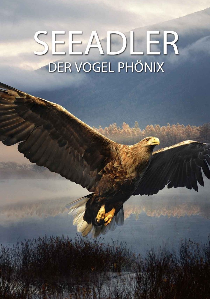 Seeadler: Der Vogel Phönix