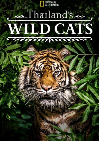 Thailand's Wild Cats