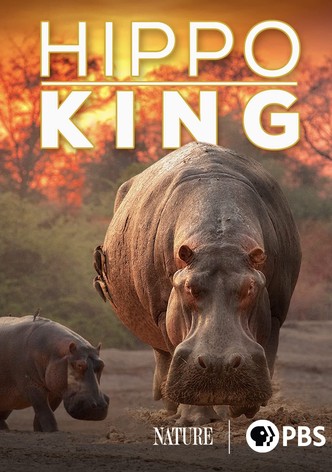 Hippo King