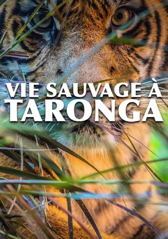 Vie sauvage à Taronga