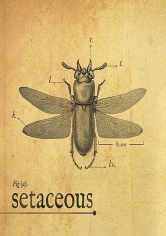 Setaceous