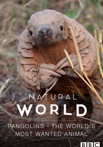 Pangolins: The World's Most Wanted Animal