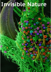 Die geheime Welt der Pflanzen