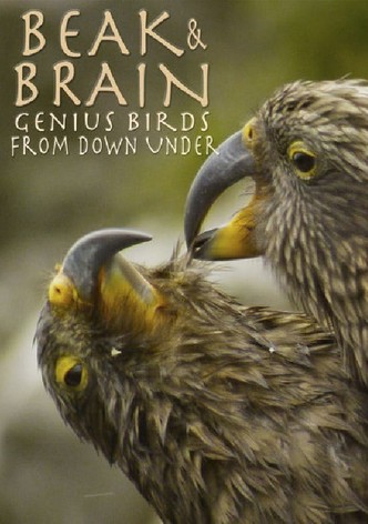 Beak & Brain - Genius Birds from Down Under