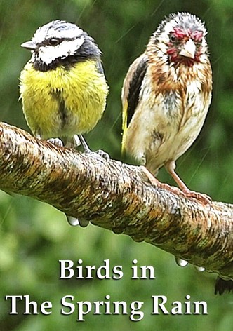 Birds in The Spring Rain