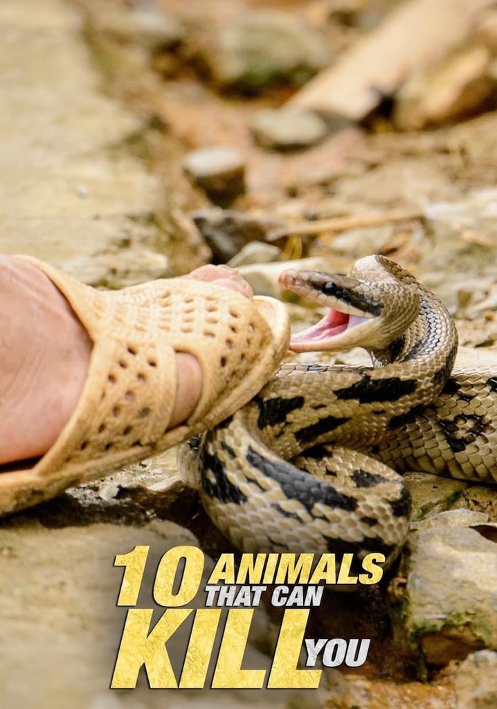 10 Animals That Will Kill You